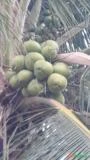 Coco verde em Petrolina e juazeiro