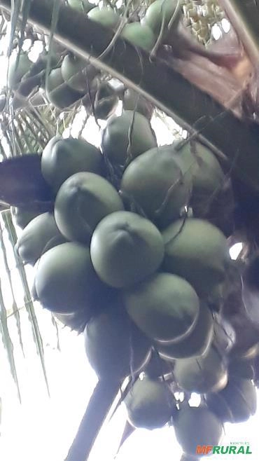 Imagem Coco verde em Petrolina e juazeiro Imagem Coco verde em Petrolina e juazeiro