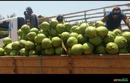 Imagem Coco verde em Petrolina e juazeiro Imagem Coco verde em Petrolina e juazeiro