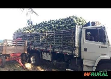 Imagem Coco verde em Petrolina e juazeiro Imagem Coco verde em Petrolina e juazeiro