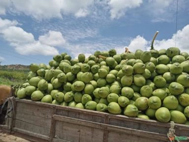Coco verde em Petrolina e juazeiro Imagem Coco verde em Petrolina e juazeiro
