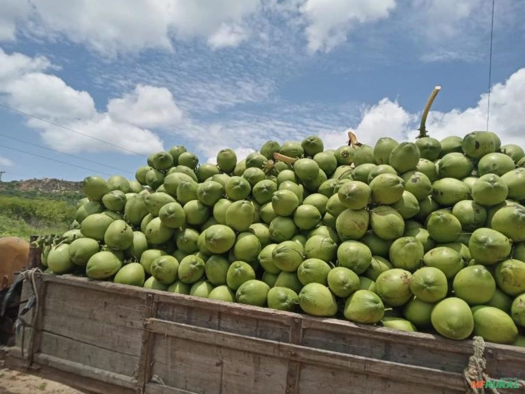 Coco verde em Petrolina e juazeiro Imagem Coco verde em Petrolina e juazeiro