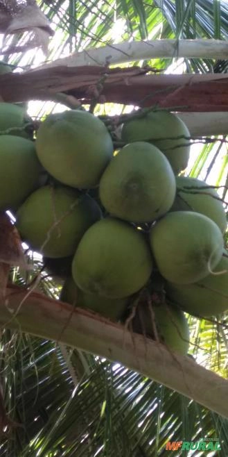 Imagem Coco verde em Petrolina e juazeiro Imagem Coco verde em Petrolina e juazeiro