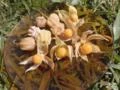 Physalis Imagem Physalis