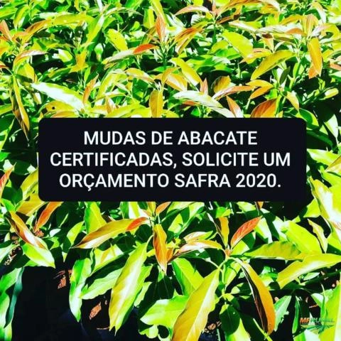 MUDAS DE ABACATE Imagem MUDAS DE ABACATE