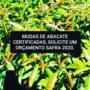 MUDAS DE ABACATE Imagem MUDAS DE ABACATE
