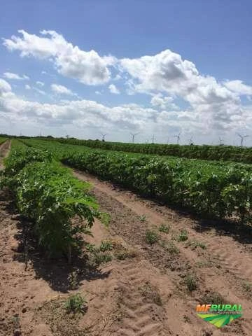 Fazenda em Ceará Mirim -RN