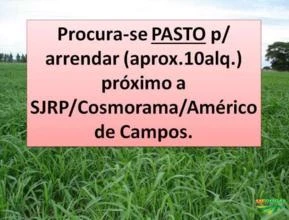 Procuro Pasto p/ arrendar (aprox.10alq.) na região de SJRP/SP, Cosmorama/SP ou Américo de Campos/SP.