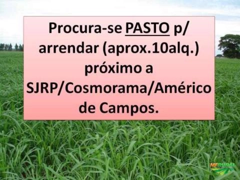 Procuro Pasto p/ arrendar (aprox.10alq.) na região de SJRP/SP, Cosmorama/SP ou Américo de Campos/SP. Imagem Procuro Pasto p/ arrendar (aprox.10alq.) na região de SJRP/SP, Cosmorama/SP ou Américo de Campos/SP.