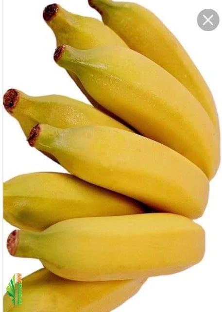 Banana prata