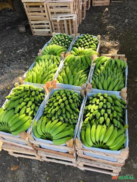 Bananas direto da roça Imagem Bananas direto da roça