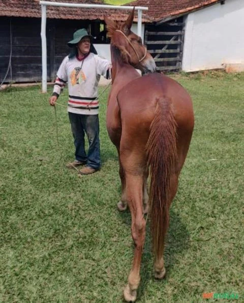 Burro, excelente saúde, bom de sela, carga e sela