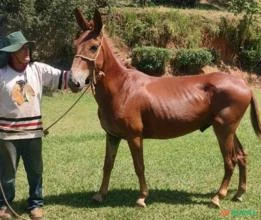 Burro, excelente saúde, bom de sela, carga e sela