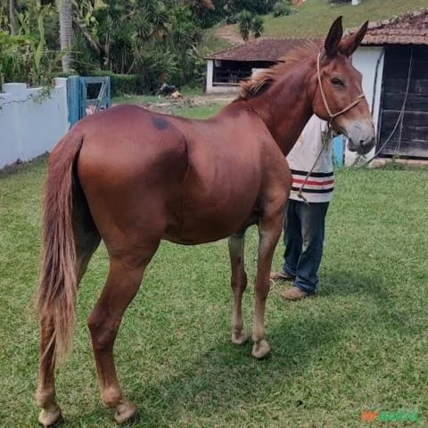 Burro, excelente saúde, bom de sela, carga e sela