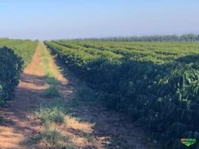 Assessoria Agronômica em Cafeicultura