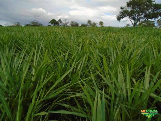 BRS KURUMI - CAPIM ELEFANTE IDEAL PARA PASTOREIO DIRETO - CREDENCIADO EMBRAPA Imagem BRS KURUMI - CAPIM ELEFANTE IDEAL PARA PASTOREIO DIRETO - CREDENCIADO EMBRAPA