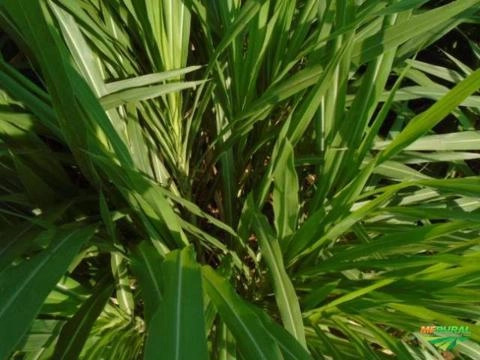 Imagem BRS KURUMI - CAPIM ELEFANTE IDEAL PARA PASTOREIO DIRETO - CREDENCIADO EMBRAPA Imagem BRS KURUMI - CAPIM ELEFANTE IDEAL PARA PASTOREIO DIRETO - CREDENCIADO EMBRAPA