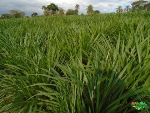 Imagem BRS KURUMI - CAPIM ELEFANTE IDEAL PARA PASTOREIO DIRETO - CREDENCIADO EMBRAPA Imagem BRS KURUMI - CAPIM ELEFANTE IDEAL PARA PASTOREIO DIRETO - CREDENCIADO EMBRAPA