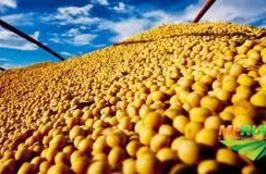 Compro Soja GMO para exportação
