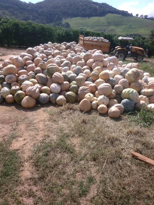 Abóbora Sergipana / Maranhão