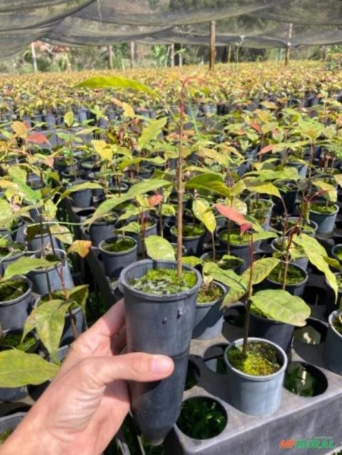 Mudas de MOGNO AFRICANO Imagem Mudas de MOGNO AFRICANO