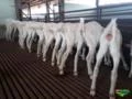 Laticínio com SIF para produção de leite de cabra completo e produzindo.