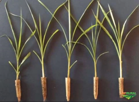 Mudas de BRS-Capiaçú Empresa licenciada pela EMBRAPA Imagem Mudas de BRS-Capiaçú Empresa licenciada pela EMBRAPA