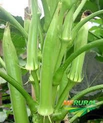 Imagem Alface Imagem Alface