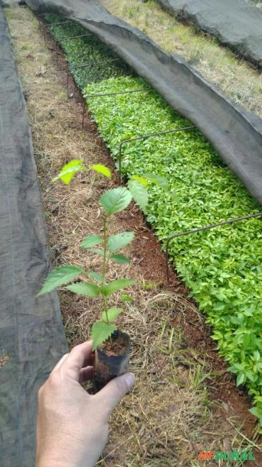 Mudas de Sansão do Campo - Sabiá Imagem Mudas de Sansão do Campo - Sabiá