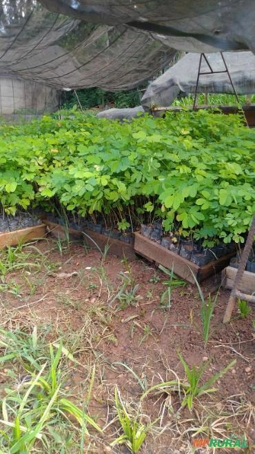 Mudas de Sansão do Campo - Sabiá Imagem Mudas de Sansão do Campo - Sabiá