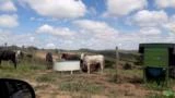 FAZENDA VITORIA EM TIROS MG