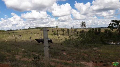 FAZENDA VITORIA EM TIROS MG