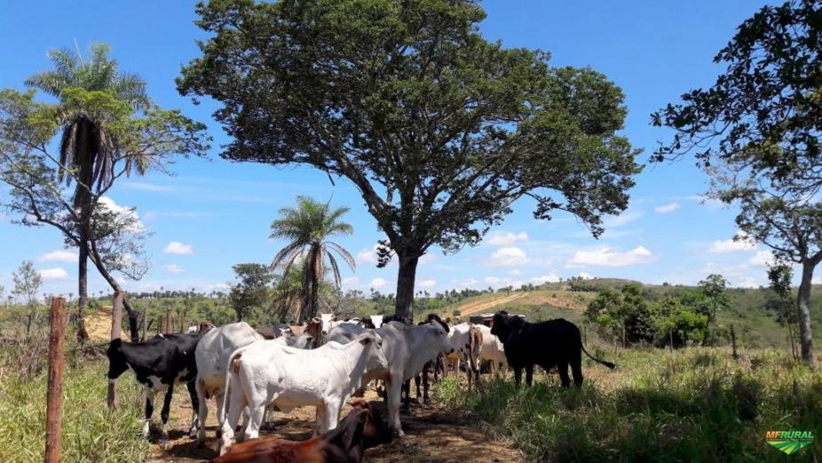 FAZENDA VITORIA EM TIROS MG