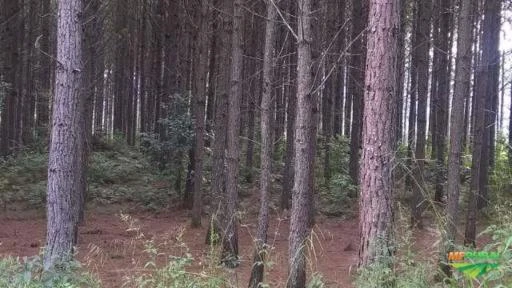 Procuro área de pinus para tocar em porcentagem ou arrendamento