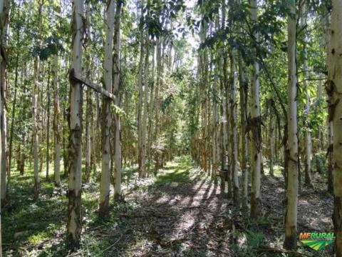 VENDA DE FLORESTA DE EUCALIPTO COM 6,5 ANOS