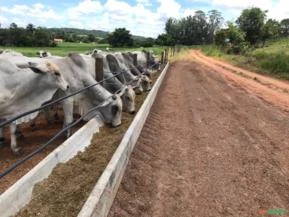 Cocho comedouro para ração