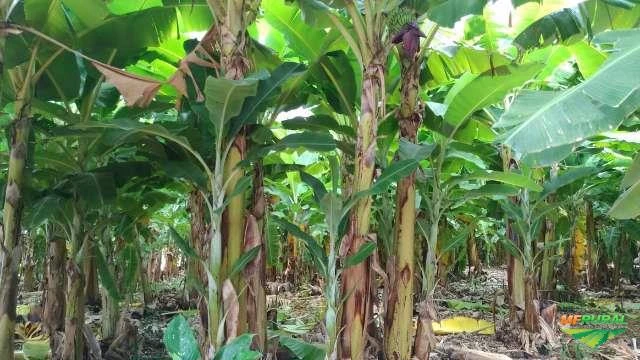 LOTE PRODUTOR DE BANANA