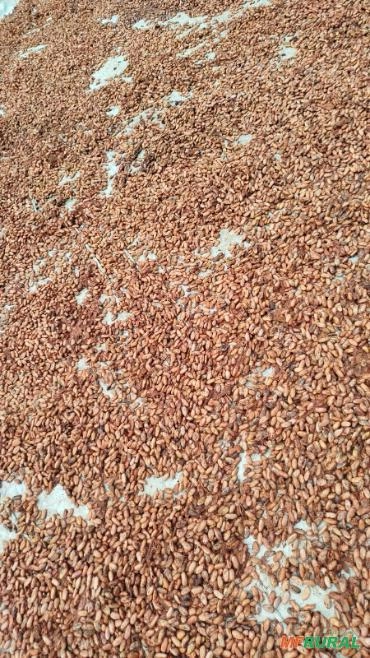 Cacau Amêndoa – Qualidade para Indústria Imagem Cacau Amêndoa – Qualidade para Indústria