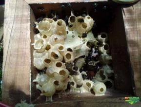 Vendo mel de abelhas nativas, meliponário próprio e varias especies. Jatai, mandacaia, Mandaguari.
