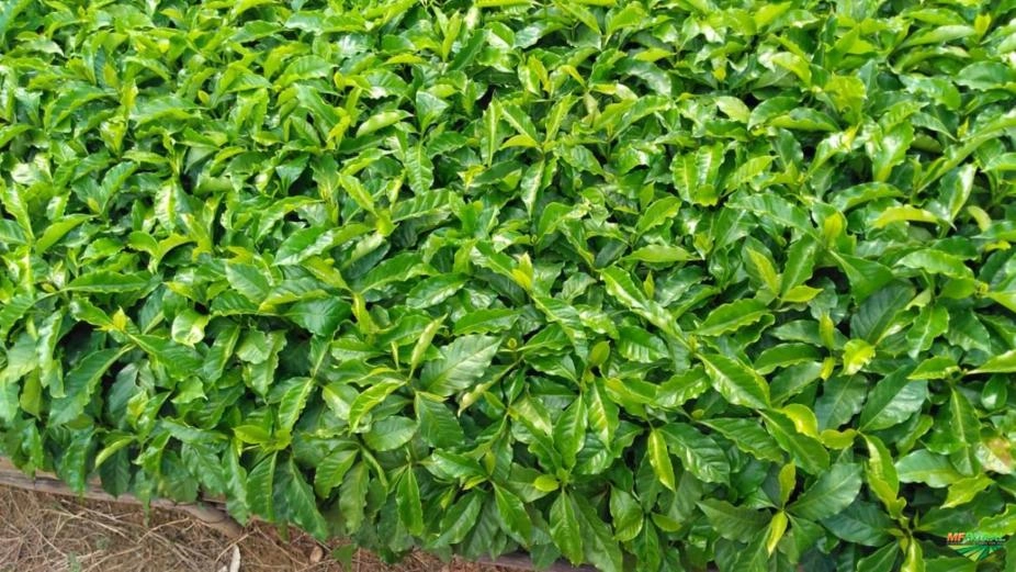 Mudas de café Imagem Mudas de café