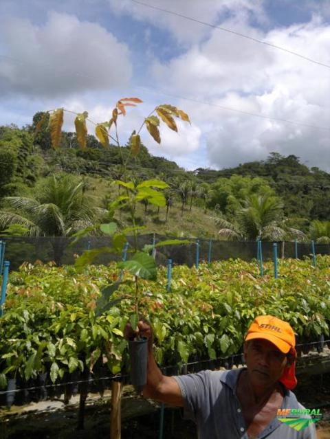 MUDAS MOGNO AFRICANO KHAYA IVORENSIS Imagem MUDAS MOGNO AFRICANO KHAYA IVORENSIS