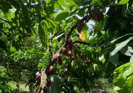 Fazenda de Cacau - Sul da Bahia - Uruçuca