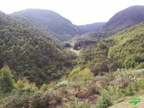 Fazenda Bela Vista em Nova Friburgo - RJ