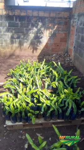 Mudas de Pitaya Imagem Mudas de Pitaya