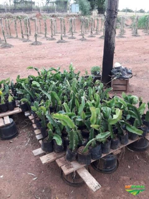 Mudas de Pitaya Imagem Mudas de Pitaya