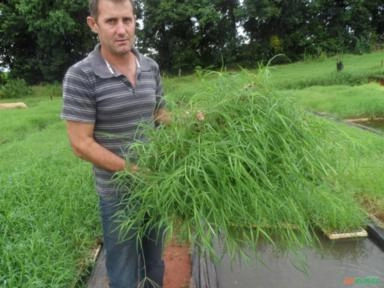 Vendo Mudas de Tifton 85 Imagem Vendo Mudas de Tifton 85