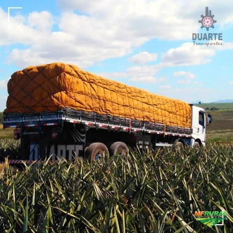 Transportes de hortifrúti granjeiros (Atuamos no Brasil todo)