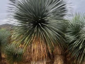 Mudas de Palmeira Yucca Rostrata