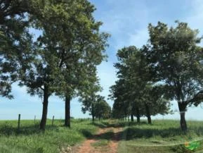 Fazenda em Presidente Venscelau