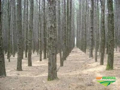 Reflorestamento de Pinus com 10 alqueires